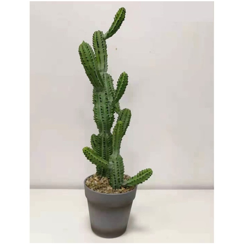 Faux Clustered Myrtillocactus
