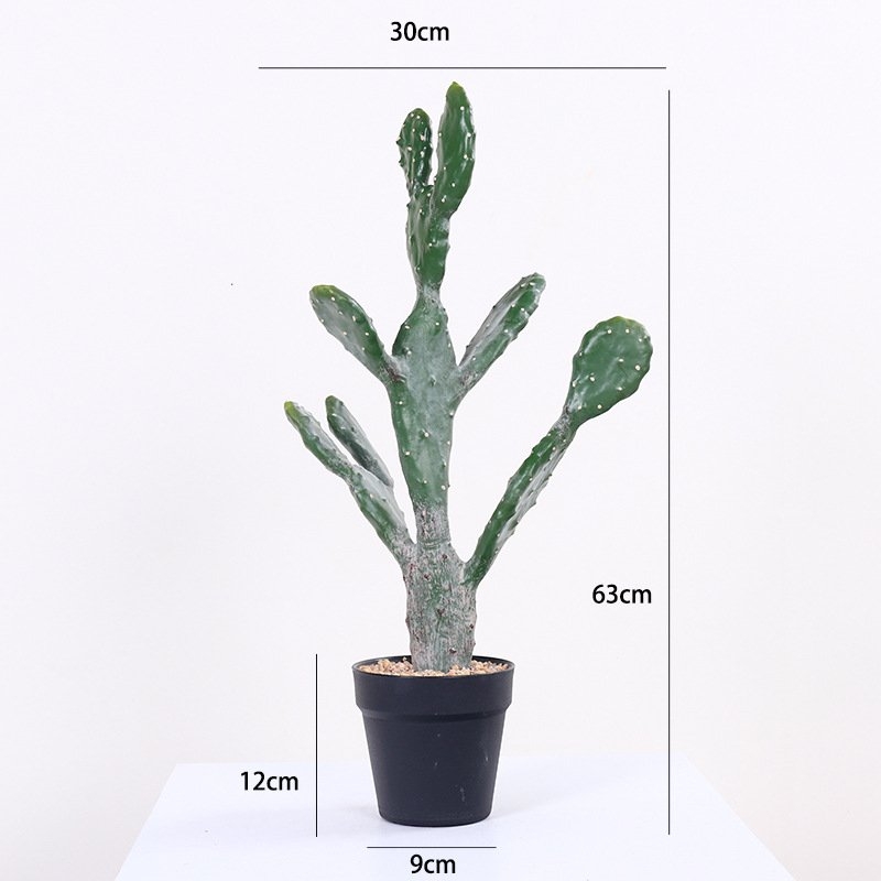 Simulation Flat Cactus Bonsai