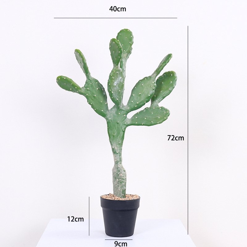 Simulation Flat Cactus Bonsai