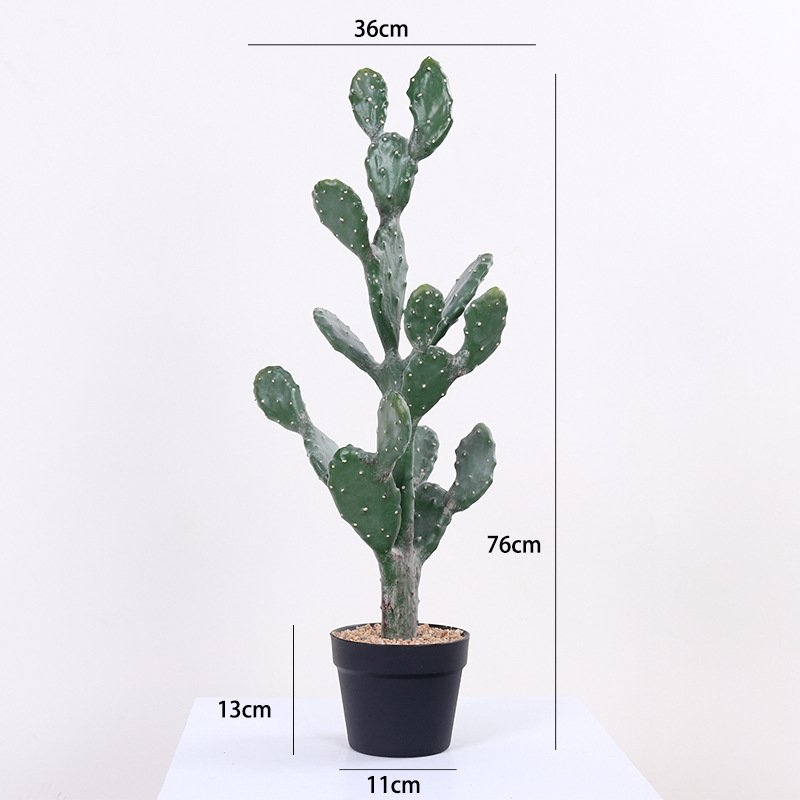 Simulation Flat Cactus Bonsai