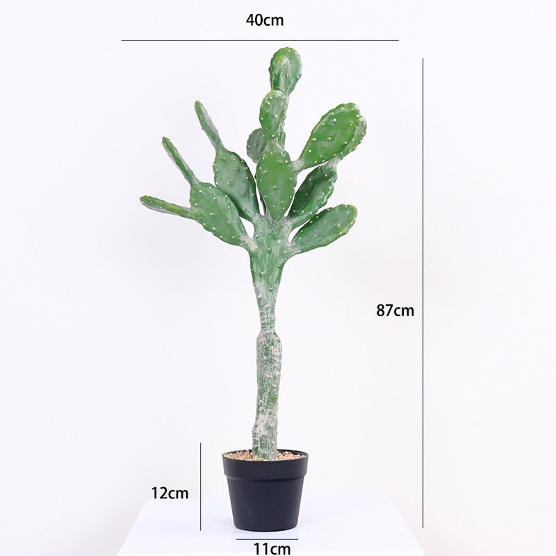 Simulation Flat Cactus Bonsai