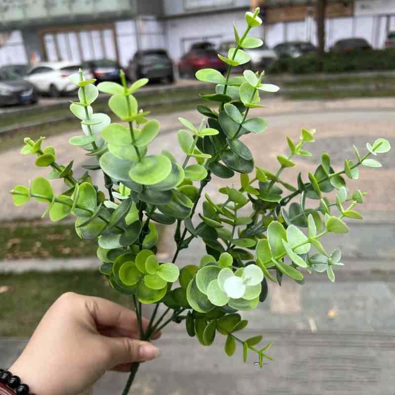 Simulation Round Leaf Eucalyptus