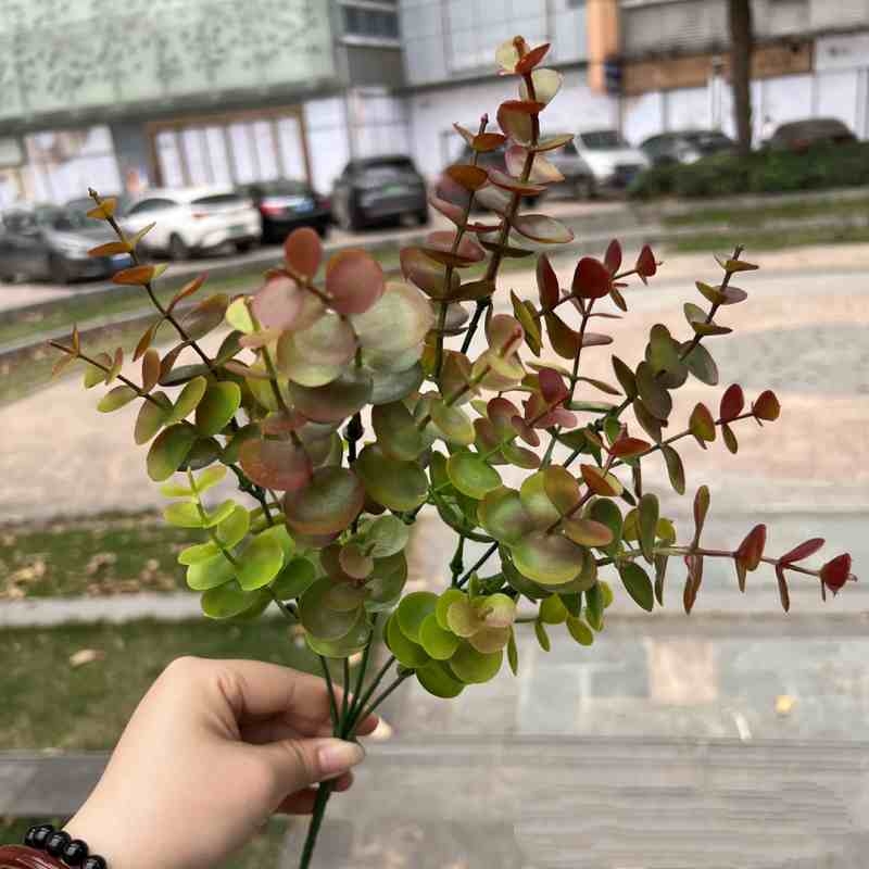 Simulation Round Leaf Eucalyptus