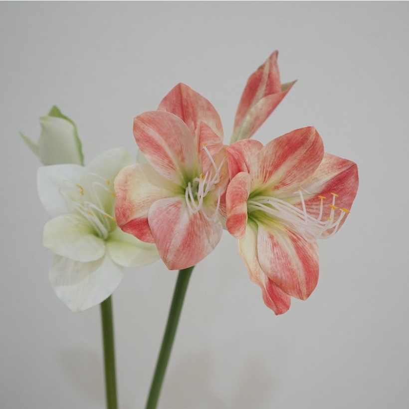 Simulated Clivia